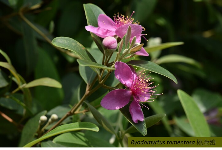 Each species is described in its characteristics in leaves and flowers, Ryodomyrtus tomentosa 