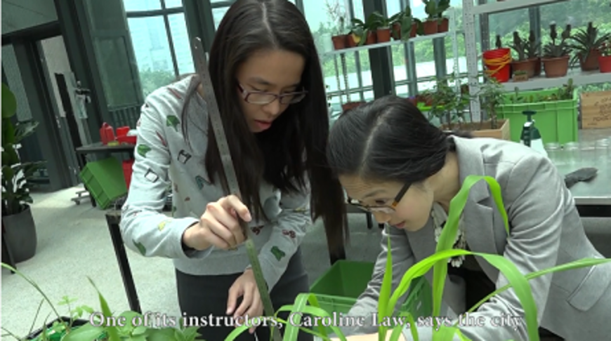 The news with video footage highlighted the shortage of arborists in Hong Kong for public attention.