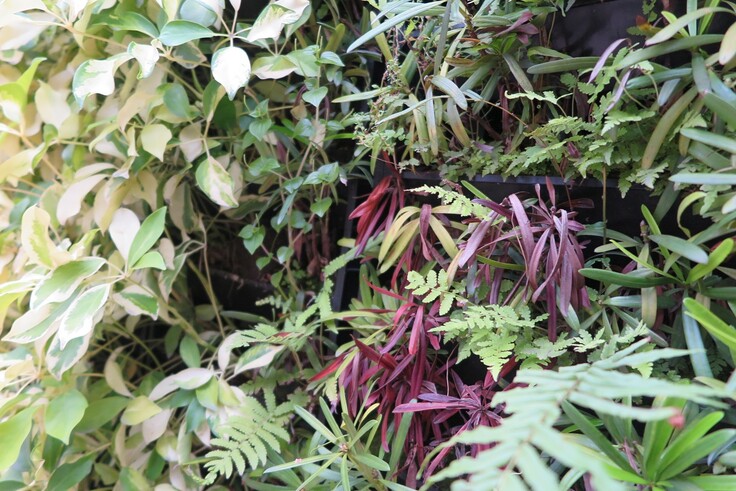 The Vertical green wall at The Wings.