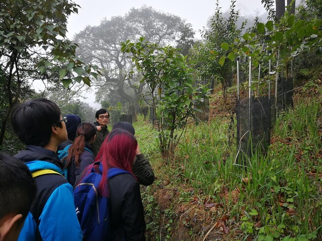 Reforested plot formerly with exotic plantation is now with native tree seedlings